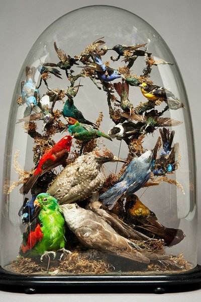 The Seagull and Other Birds