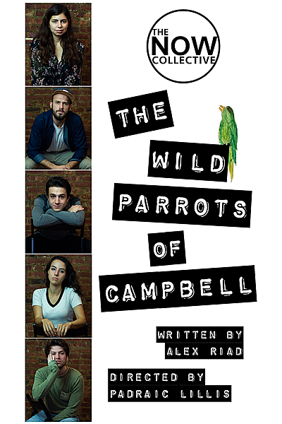 The Wild Parrots of Campbell
